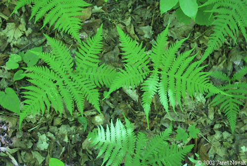 broadbeech fern